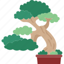 bonsai, plant, garden, decoration, nature