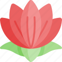 lotus flower, chinese, flower, lotus, garden, botanic, botanical, nature 