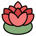 lotus, flower, meditation