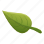 cinnamon, green, leaf 