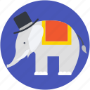 animal, animal show, circus animal, circus elephant, performance