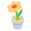 flower, pot 