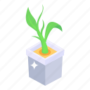 potted, plant