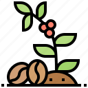 bean, caffeine, coffee, seed, tree