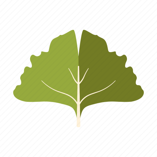 Botany, ginkgo, leaf, nature, plant, tree icon - Download on Iconfinder
