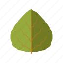 aspen, botany, leaf, nature, plant, tree