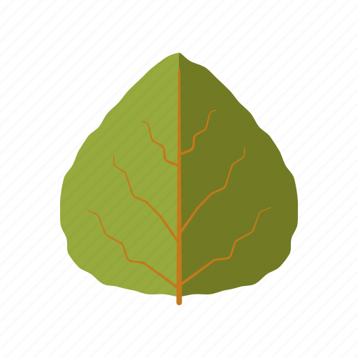 Aspen, botany, leaf, nature, plant, tree icon - Download on Iconfinder