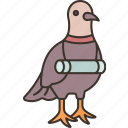 pigeon, carrier, message, antique, animal