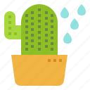 cactus, gardening, plant, succulent, watering