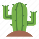 cactus, desert, plant, cacti, botanical, western, cowboy, wild west
