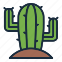 cactus, desert, plant, cacti, botanical, western, cowboy, wild west