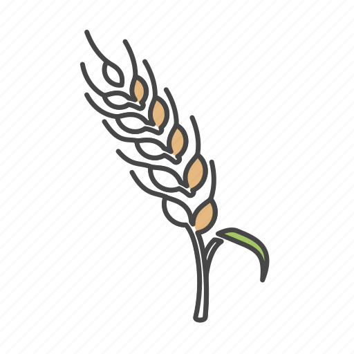 Crops, wheat, rice, commodity, food icon - Download on Iconfinder