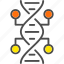 biology, chromosome, dna, genetics, genome, science 