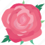 rose, flower, blossom, flora, nature 