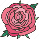 rose, flower, blossom, flora, nature