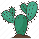 cactus, succulent, thorn, plant, botany