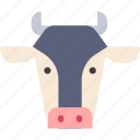 animal, beef, cattle, cow, dairy, domestic, farm