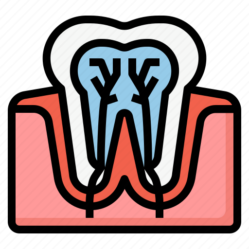 Teeth nerve, tooth, anatomy, dental, dentist icon - Download on Iconfinder