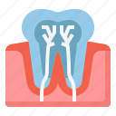 teeth nerve, tooth, anatomy, dental, dentist