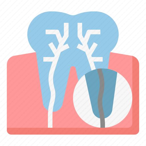 Tooth root, dental, dentist, dentistry, anatomy icon - Download on Iconfinder