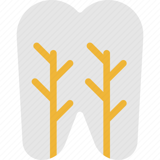 Structure, anatomy, dentistry, teeth, tooth, dentist, dental icon - Download on Iconfinder