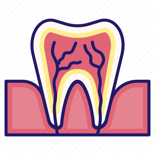 Anatomy, dental, medical, nerve, oral, tooth, tooth anatomy icon - Download on Iconfinder