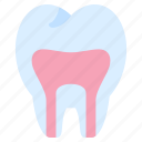 root, canal, tooth, teeth