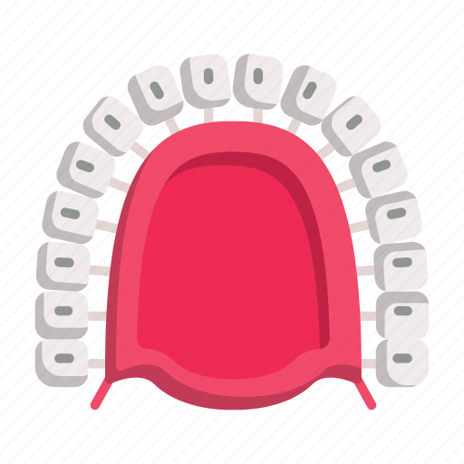 Teeth, internal area, anatomy, dental, tooth, denture icon - Download on Iconfinder