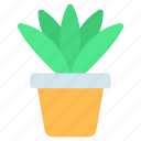 flowerpot, decorative plant, potted plant, aloe vera, indoor plant