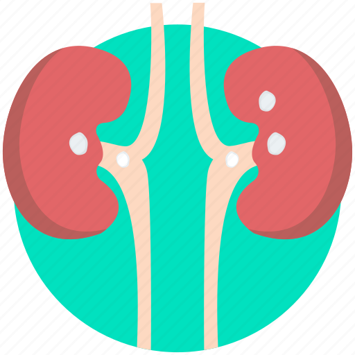 Disease, kidney, kidney failure, kidney problem, kidney stones icon - Download on Iconfinder
