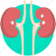 disease, kidney, kidney failure, kidney problem, kidney stones 