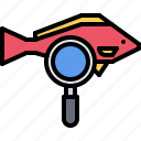search, magnifier, study, fish, diving, snorkeling