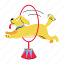 circus dog, circus animal, dog hula, dog hoop, dog playing 