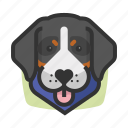 avatars, bernese, dog, mountain 