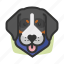 avatars, bernese, dog, mountain 