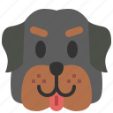 rottweiler, dog, breed, pet, puppy, animal, cute