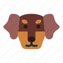 dachshund, dog, pet, animals, breeds