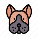 boston, terrier, dog, animal, avatar, puppy