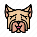 yorkshire, terrier, dog, animal, avatar, puppy