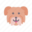 havanese, dog, animal, avatar, puppy