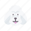 puddel, dog, animal, avatar, puppy 