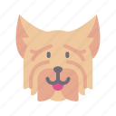 yorkshire, terrier, dog, animal, avatar, puppy
