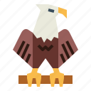 eagle, hawk, bird, animal, kingdom, falcon