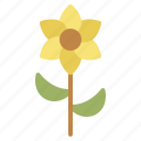 daffodil, spring, petal, narcissus, floral, garden, nature, blossom, flower