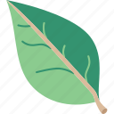 leaf, nature, plant, environmental, organic