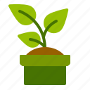 plant, pot, leaf, environment, garden, tree, gardening