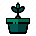 potted plant, plant, indoor plant, ecology, nature