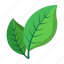 cartoon, leaf, natural, nobody, ripe, tree, two 