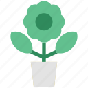 flowering plant, greenery, nature, plant, plant pot