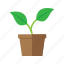 branches, leaves, plant, pot 